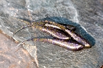 Super Fry CopPurple 10 pack 